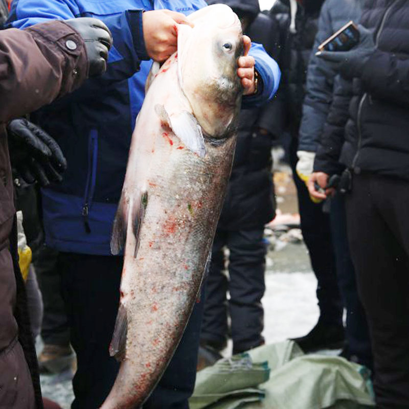 查干湖二号胖头鱼8.0-9.0斤