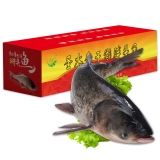 查干湖四号胖头鱼14.0-15.0斤